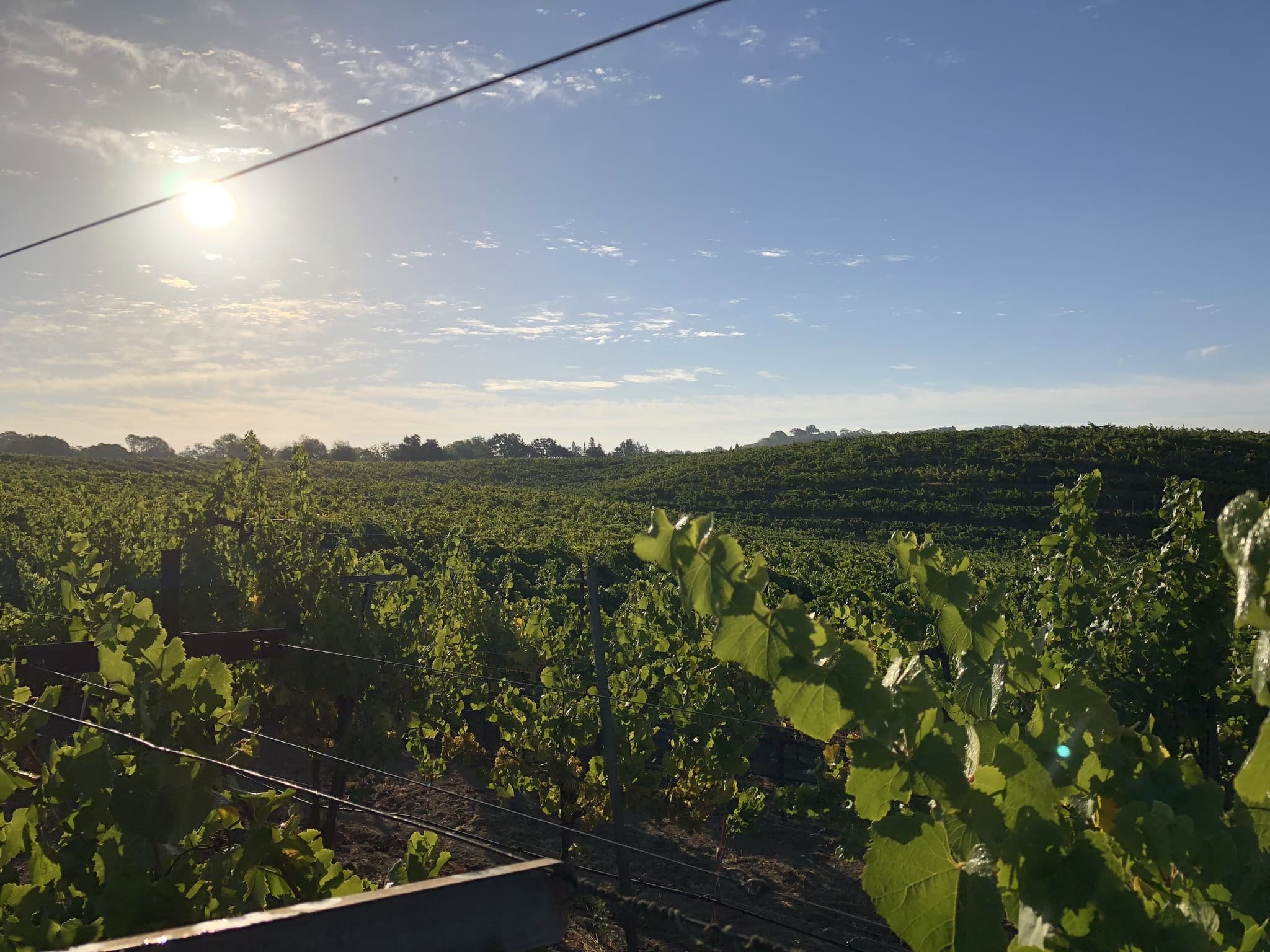 Russian River Valley vineyard at dawn