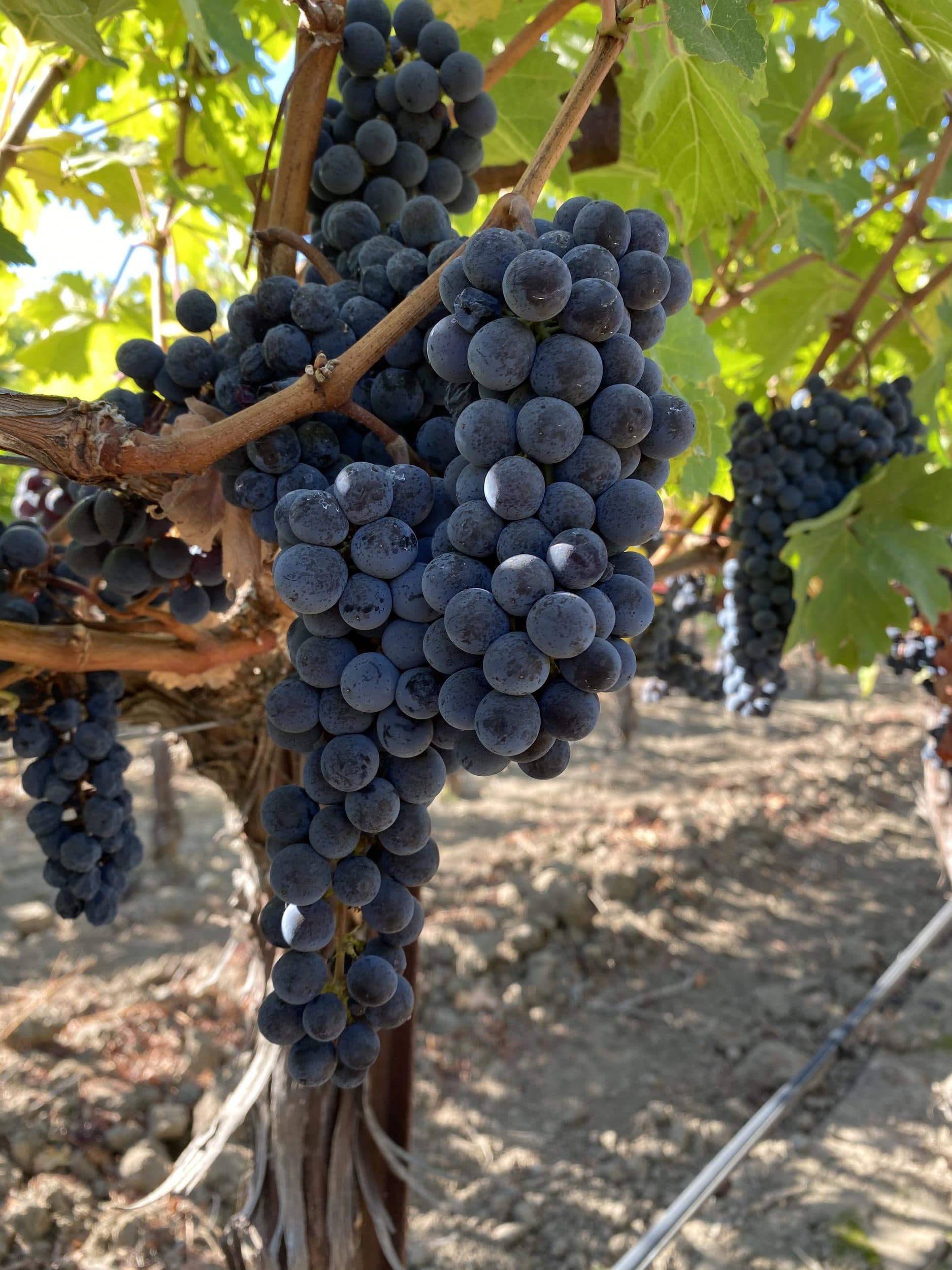 Ripe grape clusters on old vines