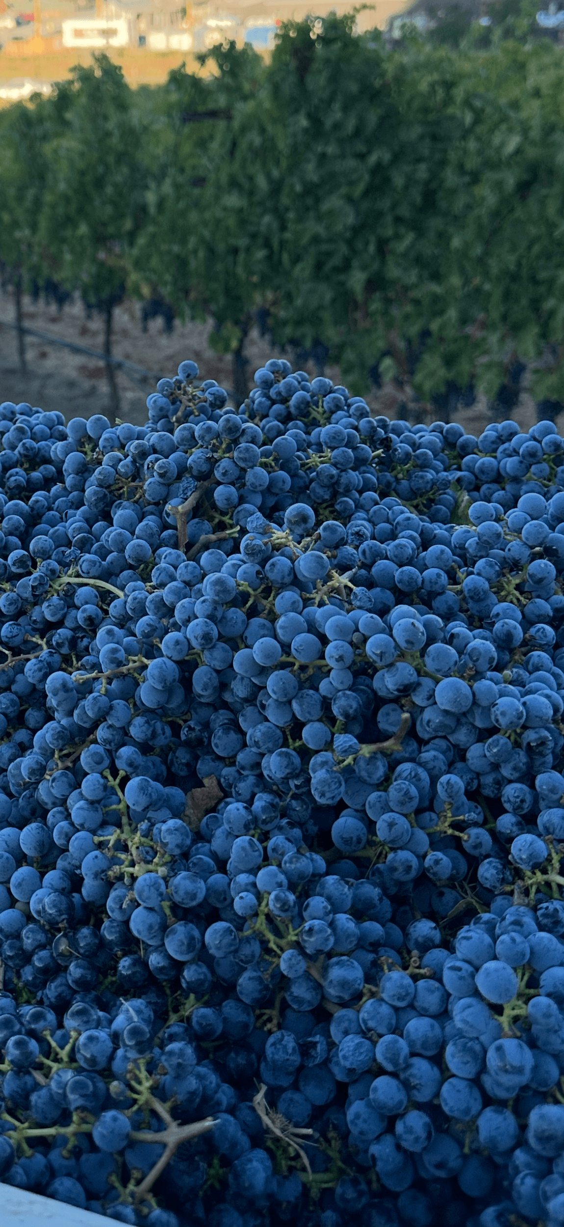 Harvest bin of Pinot Noir clusters