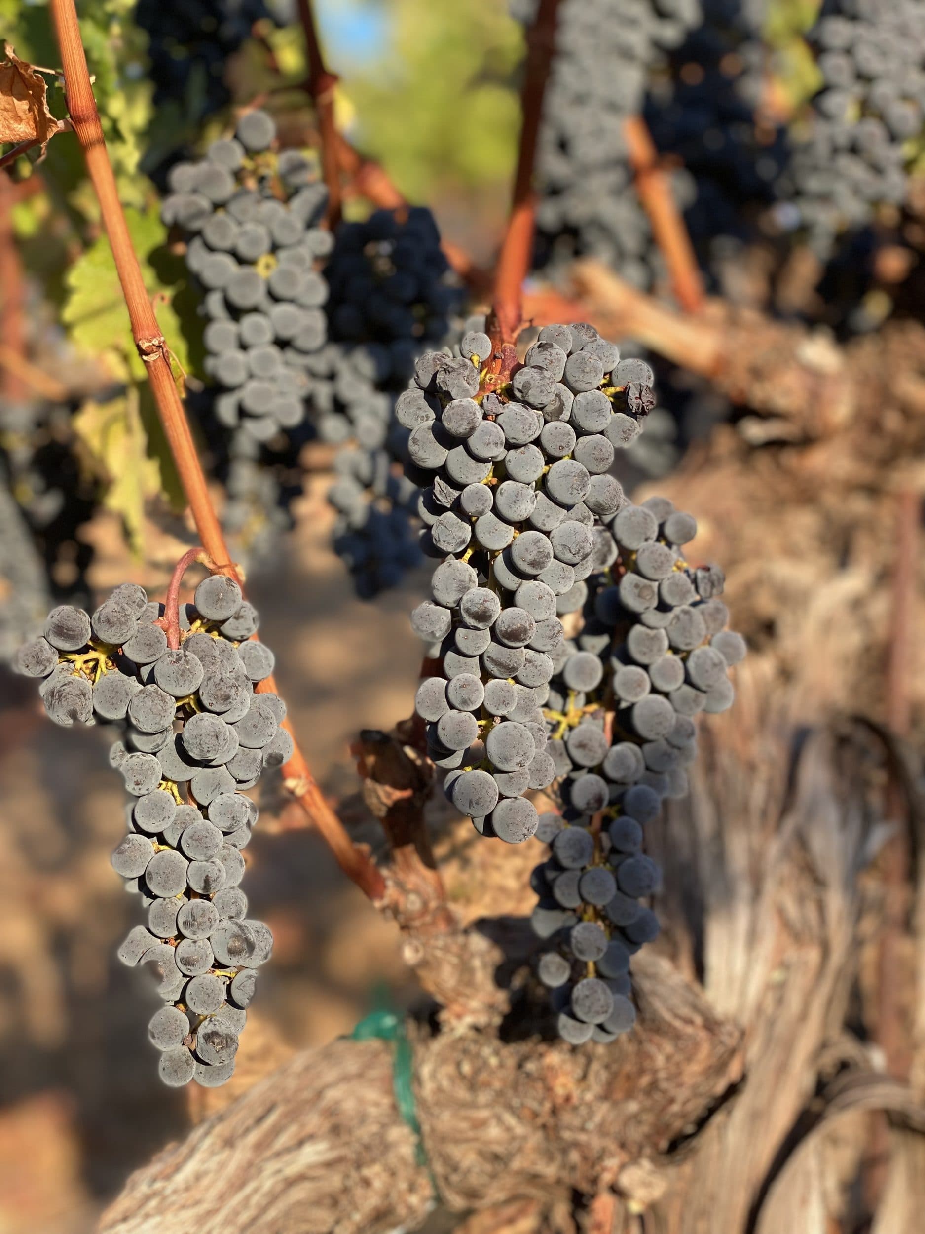 Pinot Noir clusters on the vine